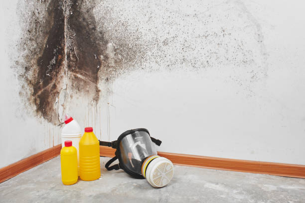 Best Mold Remediation for Specific Building Types in Hallstead, PA